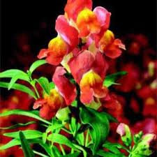 Growing Planting Snapdragon Flowers In The Garden