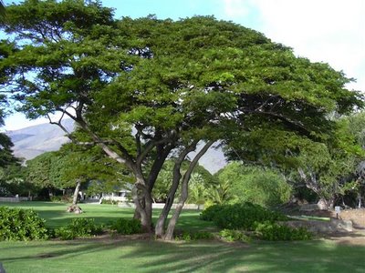  Pohon  Trembesi 