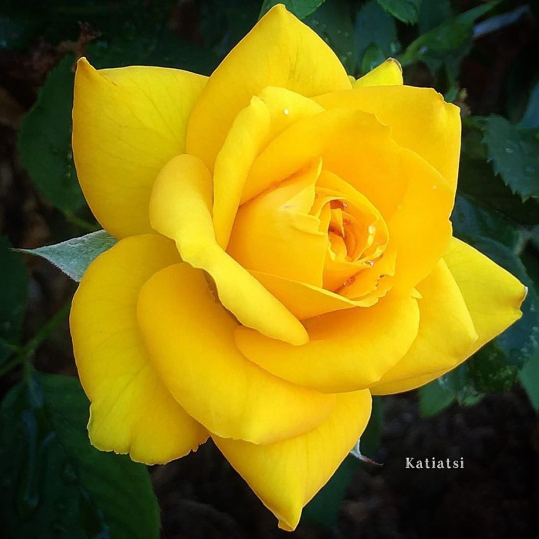 হলুদ গোলাপ ফুলের ছবি - Picture of yellow rose flower