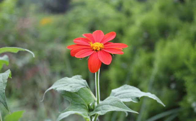 Mexican Sunflower Pictures