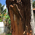 Five Reasons Your Trees Look Bad