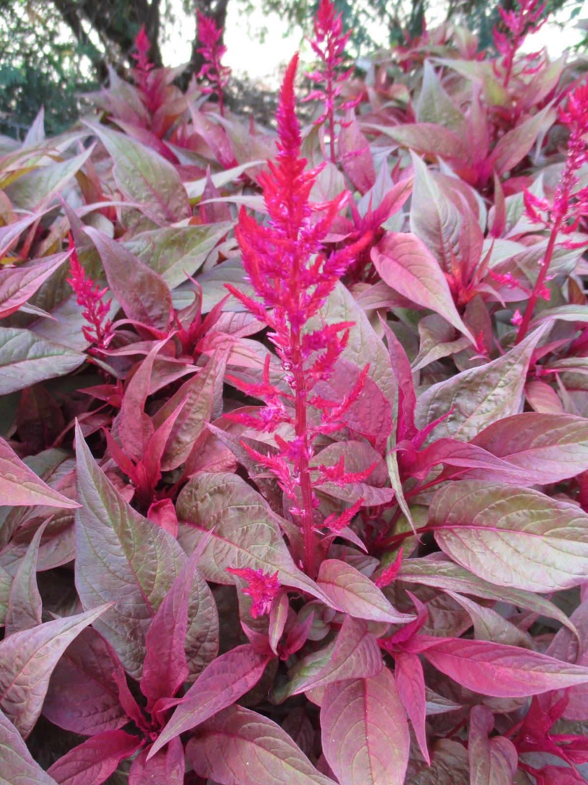 Dragon S Breath Celosia Rotary Botanical Gardens