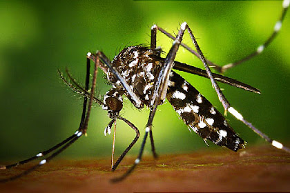 Infeksi virus zika pertama kali ditemukan di Vietnam