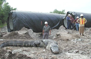 Crocodile eats man