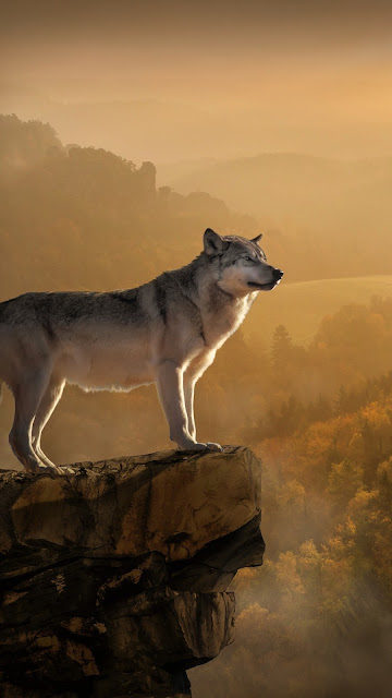 Wolf Standing On Edge