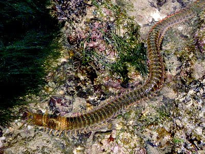 Giant Reef Worm (Eunice  aphroditois)