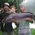 Inilah Cara Memancing Agar Cepat Dapat Ikan Dan Banyak Paling Jitu