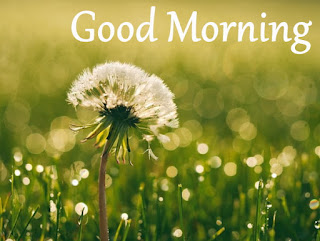 Good Morning images HD Download