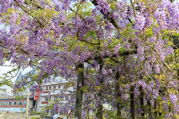 嘉義瑞里紫藤花季茶壺民宿餐廳，茶壺外的紫色風暴，免費參觀