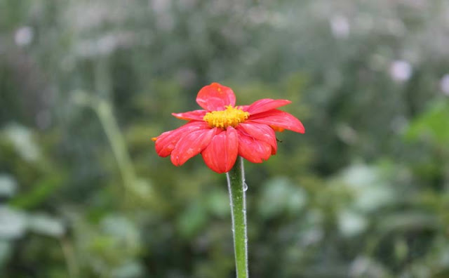 Mexican Sunflower Pictures