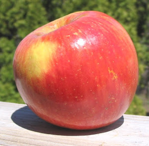 Fuji apple