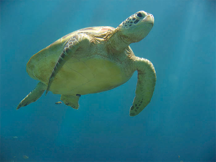 Sea Turtle