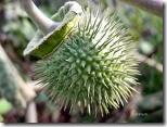 Datura - Seed Pod