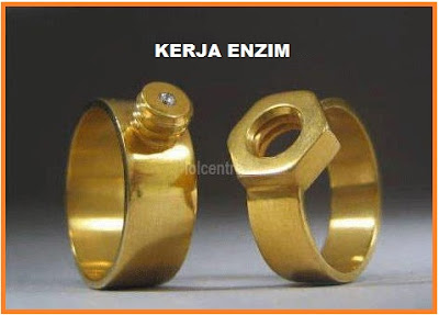 kerja enzim seperti 1 cople Cincin