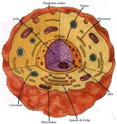 celula vegetal e animal. celula vegetal partes. hot