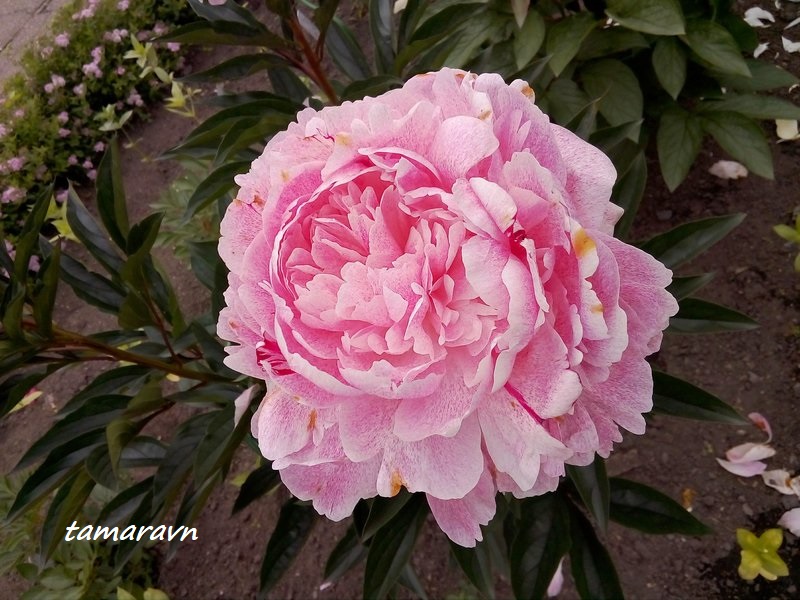 Пион 'The Fawn' (Paeonia 'The Fawn')