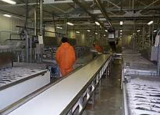 PENGAWETAN IKAN MENGGUNAKAN COLD STORAGE