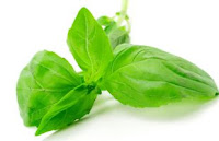 Daun Basil 