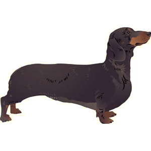 Dachshund Gallery