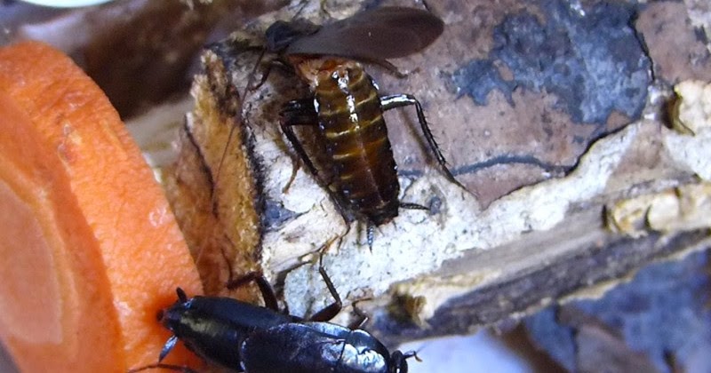 S こんちゅーぶ ヤマトゴキブリ の翅上げ求愛行動