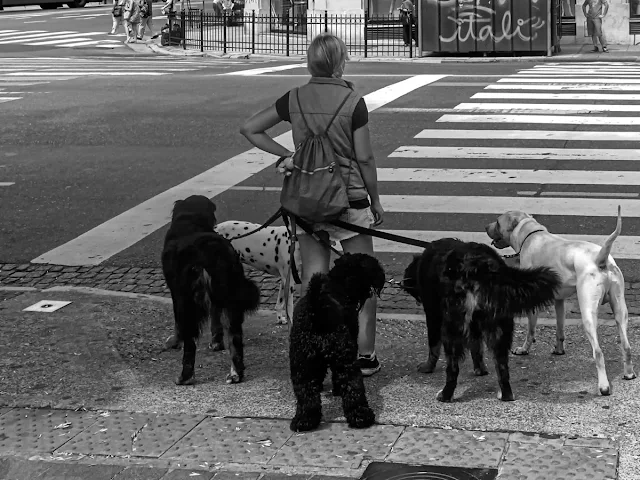 Una paseadora de perros con perros esperando cruzar.