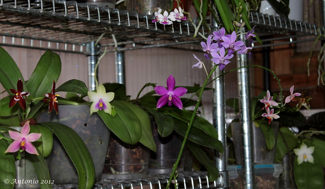 Phalaenopsis bellina