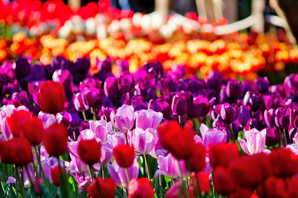 台北士林陽明山花卉試驗中心鬱金香花海多種顏色好繽紛，免費參觀