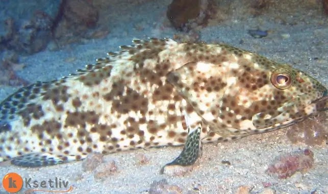 Types of grouper fish