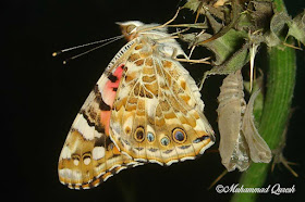 Painted Lady Butterfly