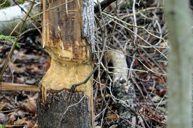 Tree chewed by a beaver