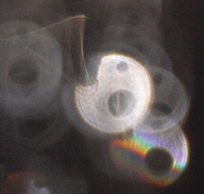 three-part orb pattern