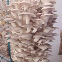 Mushroom Spawn Supplier In Karanj