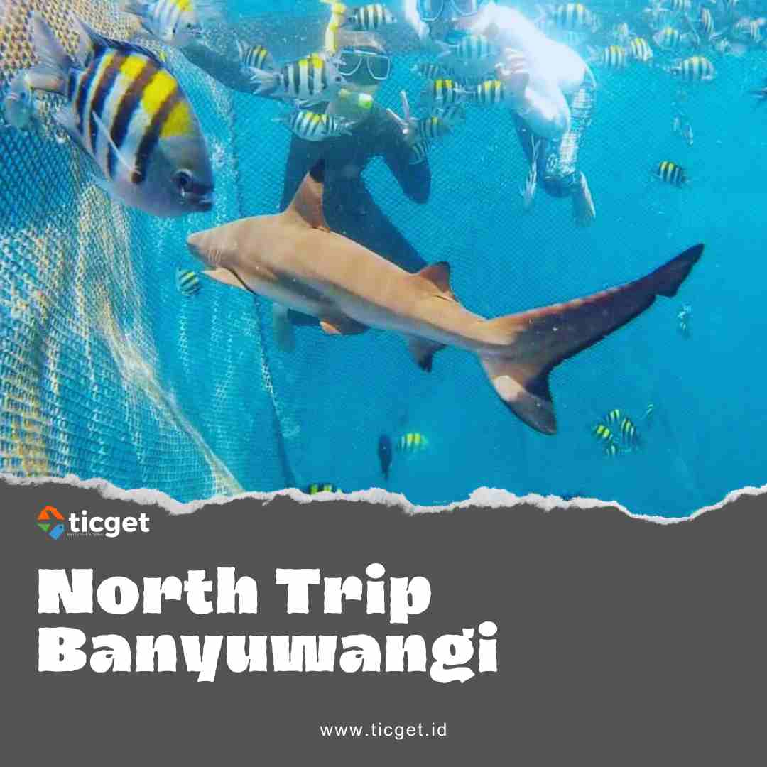Explore the breathtaking beauty of Nort trip Banyuwangi Little Africa and snorkeling, also known as Baluran National Park, with North Trip. Our guided tours immerse you in the splendor of this unique destination, allowing you to witness the wildlife, savannah, and stunning landscapes that make it a must-visit for nature lovers and adventure seekers.