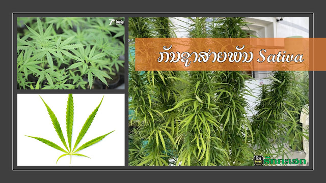 ກັນ​ຊາ Sativa ຊາ​ຕິ​ວາ (Cannabis sativa) ເປັນ​ພາສາ​ລະ​ຕິນ ແປ​ວ່າ ເພາະ​ປຸກ ຕັ້ງ​ໂດຍ ຄາ​ໂຣ​ຣັດ ລິນ​ນຽດ Carolus Linnæus ຫລື Carl Linnaeus) ນັກ​ພຶດ​ສາດ​ຊາວ​ສະ​ວີ​ເດນ ໂດຍ​ຈັດ​ວົງ​ພືດ​ຊະນິດ​ນີ້​ໄວ້​ເມື່ອ​ປີ ຄ.ສ. 1753 (ພ.ສ. 2296) ມີ​ແຫຼ່ງ​ກຳ​ເນີດ​ບໍລິເວນ​ເສັ້ນ​ສູນ​ສູດ ເຊັ່ນ ໂຄ​ລຳ​ເບຍ ເມັກ​ຊິ​ໂກ (ທະວີ​ບອາເມ​ຣິ​ກາ) ຕອນ​ກາງ​ຂອງ​ທະວີບ​ແອ​ຟ​ຣິ​ກາ ແລະ ​ເອ​ເຊຍ​ຕະເວັນ​ອອກ​ສຽງ​ໃຕ້