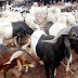 Eid-el-Kabir: Chief Imam warns muslims against hoarding Sallah meat