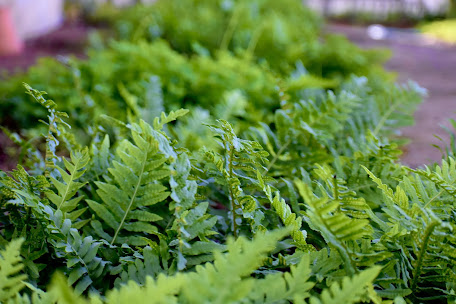 fern pathway