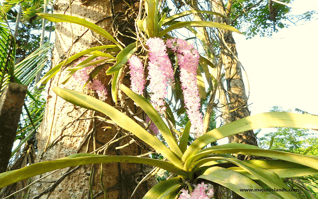 Kopowful Of Majuli Island