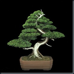 Bonsai Plants (8)