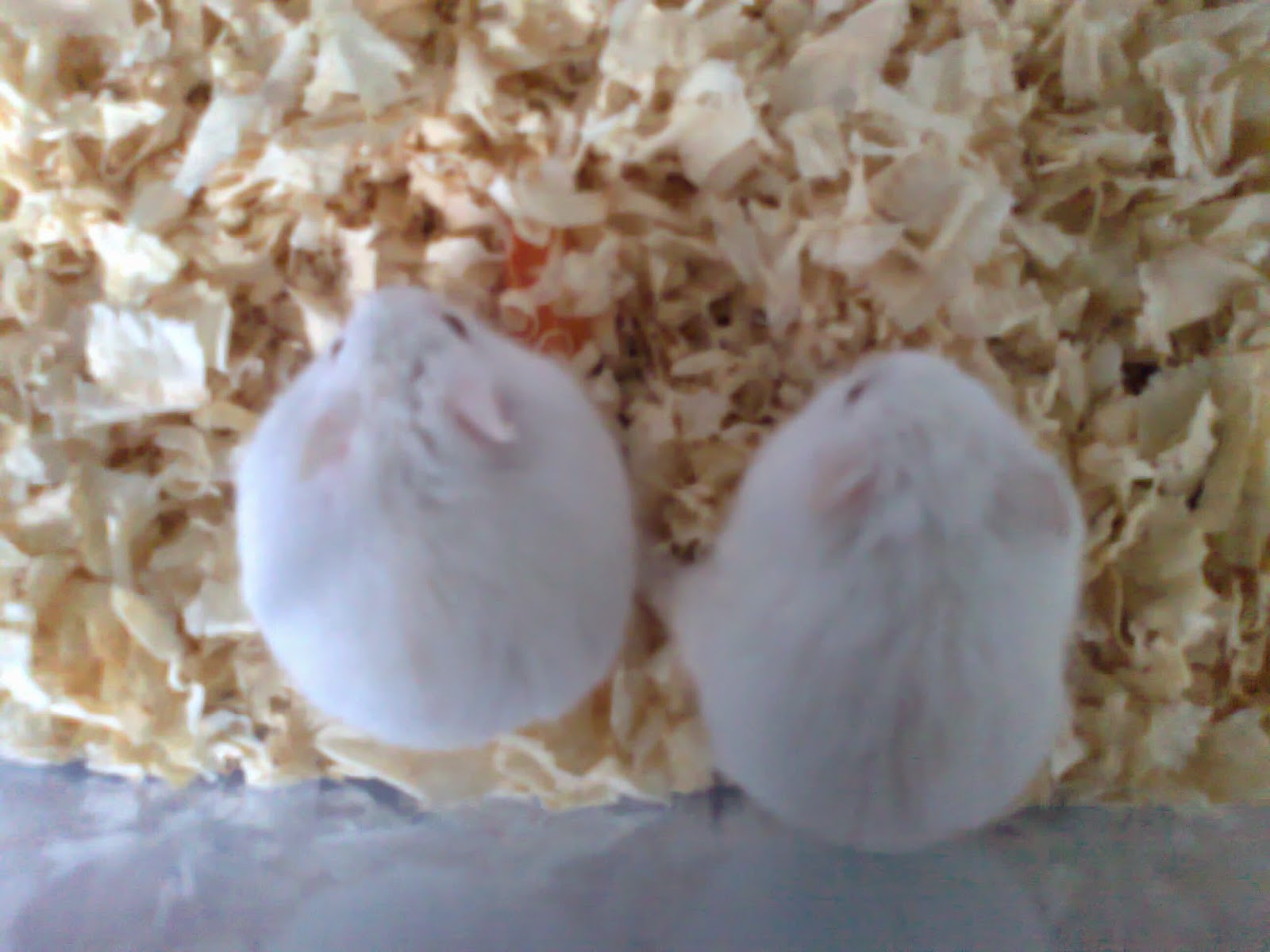 petshophamtaro.blogspot.com