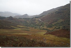 goat coffee break landscape
