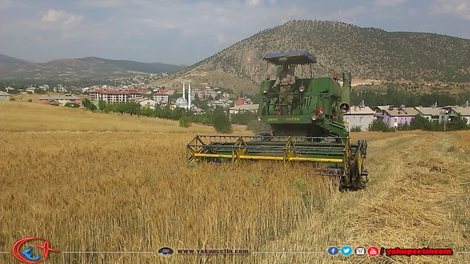 Bozkır'da Biçer Döver ile Buğday Hasatı Başladı