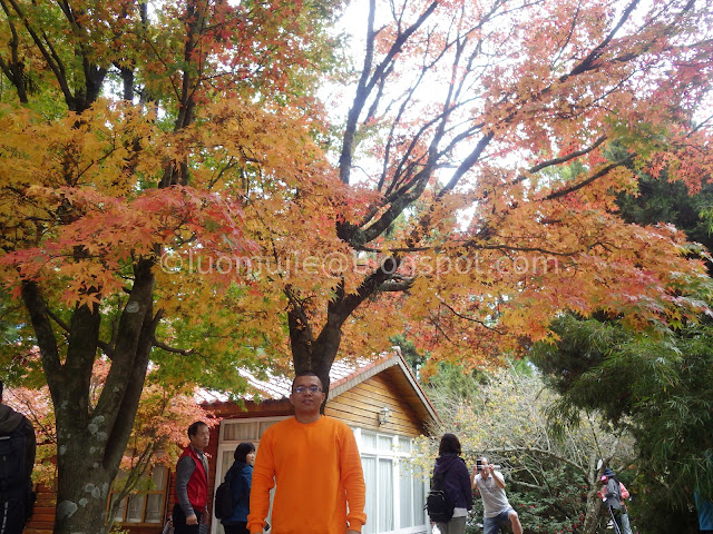 Fushoushan Farm maple autumn foliage