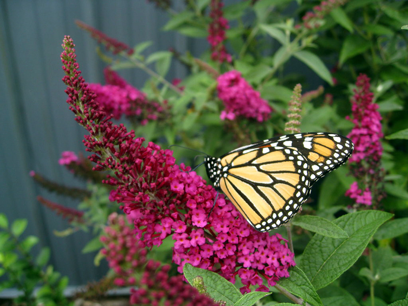 Everything You Need to Know About Buddleia