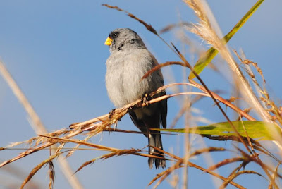 Band tailed Seedeater