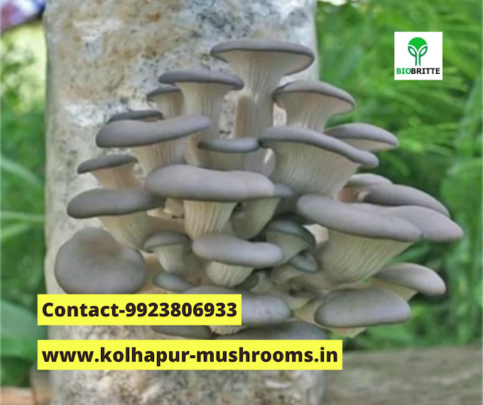 Mushroom farming India | Mushroom cultivation | Oyster mushroom farming 