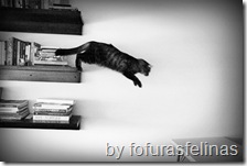 domestic cat jumping