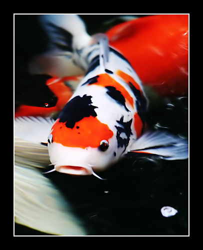 Koi fish