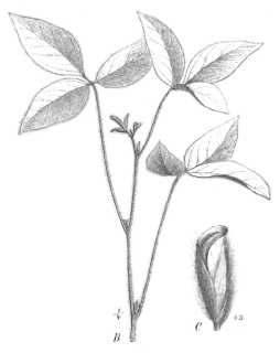 Soya bitkisinin çizimi