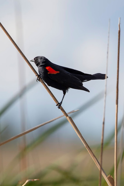 Red-winged Blackbird Sacramento National Wildlife Refuge California