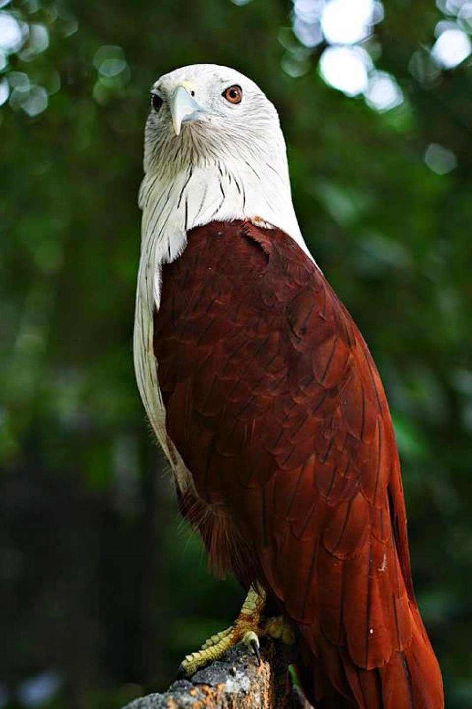  Gambar  Informasi Hewan  Tanaman Elang  Bondol Burung  Gambar  